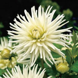 Dahlia Cactus White - čebulica / gomolj / koren