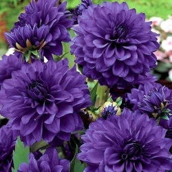 Dahlia Blue