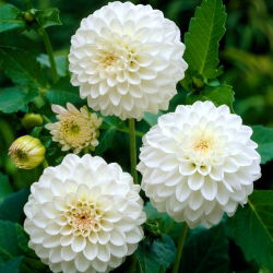 Dahlia White Aster - củ / củ / rễ