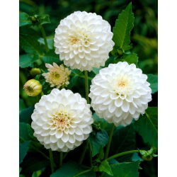 Dahlia White Aster - củ / củ / rễ