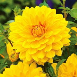 Dahlia Yellow - čebulica / gomolj / koren