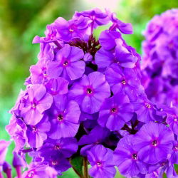 Пхлок Пурпле - булб / тубер / роот - Phlox