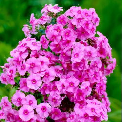 Пхлок Пинк - сијалица / гомољ / коријен - Phlox