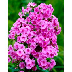 Флокс - розовый - Phlox