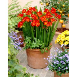 Freesia Double Red - 10 lampu