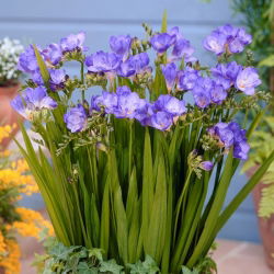 Freesia Single Blue - 10 lampu