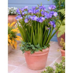 Blue single freesia - Biru - Paket Besar! - 100 pcs. - 