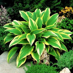Funkiasläktet - Aureomarginata - Hosta