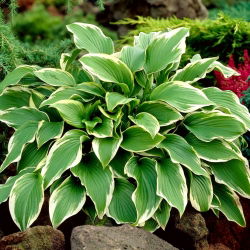 Funkiasläktet - Carol - Hosta