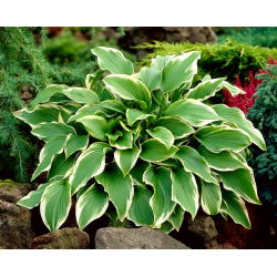 Funkiasläktet - Carol - Hosta