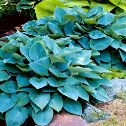 Funkiasläktet - Halcyon - Hosta