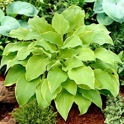 Hosta, Plantain Lily Lakeside Cha Cha - củ / củ / rễ