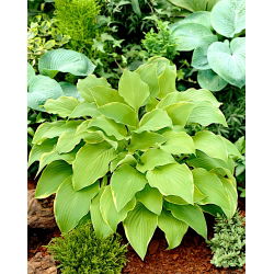 Hosta, Plantain Lily Lakeside Cha Cha - củ / củ / rễ