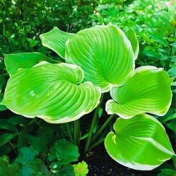 Hosta, Plantain Lily Winter Snow - củ / củ / rễ