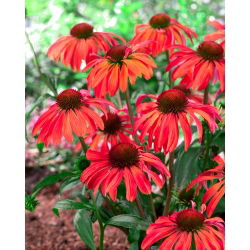Echinacea, kaloň červený Mangus - květinové cibulky / hlíza / kořen - Echinacea purpurea