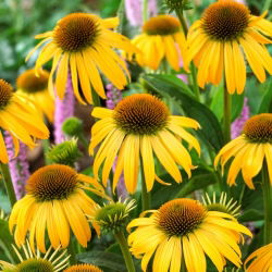 Ехінацея, Coneflower Yellow - цибулина / бульба / корінь - Echinacea purpurea