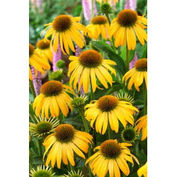 Ехінацея, Coneflower Yellow - цибулина / бульба / корінь - Echinacea purpurea