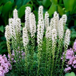 Liatris Alba, Gayfeather - 10 ampul