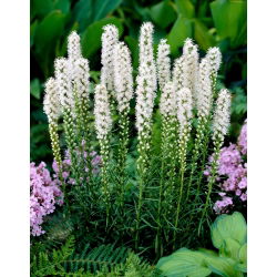 Liatris Alba, Gayfeather - 10 ampul
