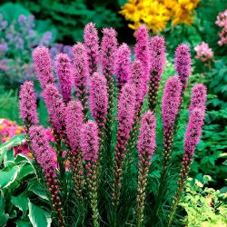 Liatris Spicata, Gayfeather - 10 ampul
