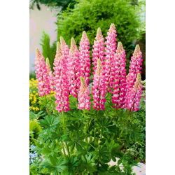 Lupinus, Lupin, Lupin Chatelaine - bulb / tuber / root - Lupinus polyphyllus