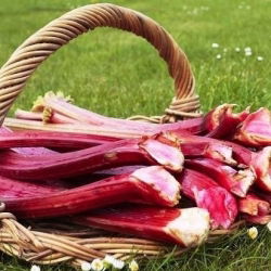 Rheum, Rhubarb Виктория - луковица / грудка / корен - Rheum rhabarbarum