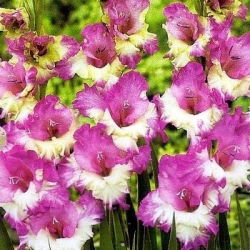Gladiolus Maggie - 5 bebawang