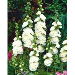Stockros - White - vit - Althaea rosea