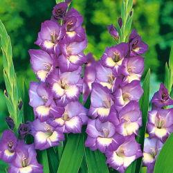 Glayöl Kral'ın Lynn - 5 adet - Gladiolus King's Lynn