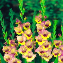 Gladiool Sapporo  - XXL - pakend 5 tk - Gladiolus