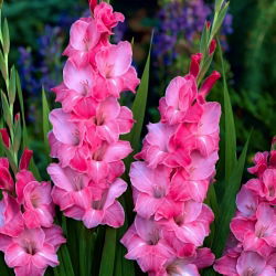 Gladiolus Isla Margarita - 5 bebawang