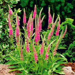 Axveronika - rosa - Veronica spicata