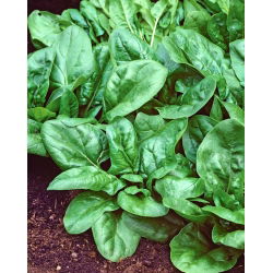 Špinača „Matador“ - 500 g -  Spinacia oleracea - semena