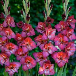 Gladiolus Vesuvio - 5 ampul