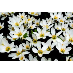 Zephyranthes Candida - pakke med 10 stk