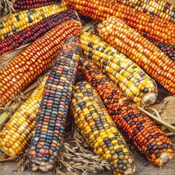 Ornamental corn - Perfect for Autumn Decorations and Arrangements - Fresh Seeds