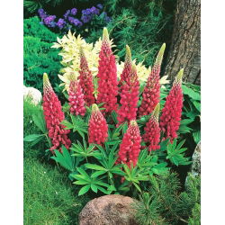 Hạt giống Lupin My Castle - Lupinus polyphyllus - 90 hạt