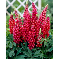 Lupinus, Lupin, Lupin Moj dvorac - lukovica / gomolj / korijen - Lupinus polyphyllus