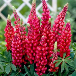 Lupinus, Lupin, Lupin Moj dvorac - lukovica / gomolj / korijen - Lupinus polyphyllus