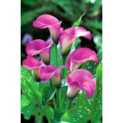 Calas, Alcatraces, Cartuchos - Pink - rosa - Zantedeschia