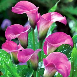 Calas, Alcatraces, Cartuchos - Pink - rosa - Zantedeschia