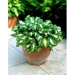 Funkiasläktet - Mediovariegata - Hosta