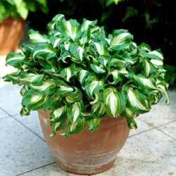 Funkiasläktet - Mediovariegata - Hosta