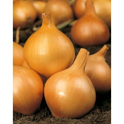 Sibul - Wolska - seemnelint - Allium cepa L. - seemned