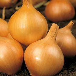 Sibul - Wolska - seemnelint - Allium cepa L. - seemned