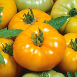 Tomato - Yellowstone - Bright Yellow, Delicious & Large - Fresh Seeds