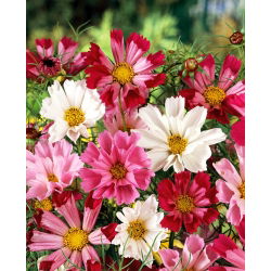 Cosmos bipinnatus - Shea Shell - mix - sementes