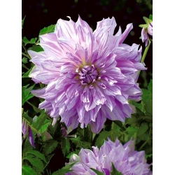 Dahlia Mom's Special