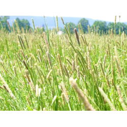 Conținutul "Kaba" - 5 kg; timothy, coada pisicii de pe pajiște, coada pisicii comune - 