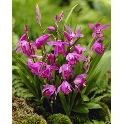 Hyacintorkidé, kinesisk markorkidé (Bletilla striata) - 